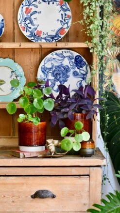 Amber Reactive Planter (13cm Plant Pot) -Plant Sale Store D4C43F7B A9CA 4D85 A323 88DC66E70C69 1 201 a