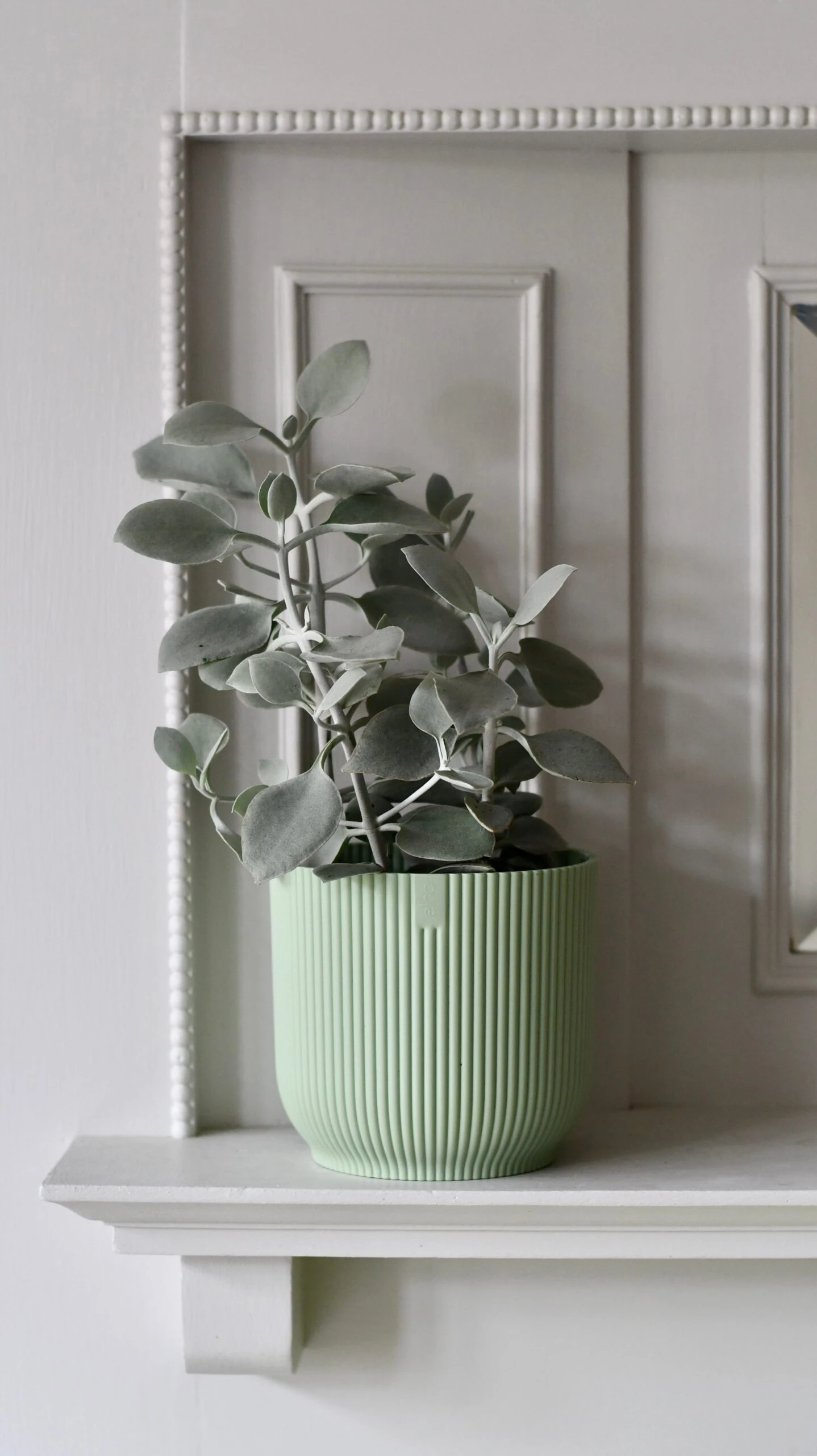 Kalanchoe Bracteata (Silver Teaspoons Plant) 2 Kalanchoe Bracteata (Silver Teaspoons Plant) - Image 2