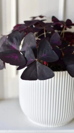 Oxalis Triangularis 'Purple Shamrock’ & Vibes Pot 18 Oxalis Triangularis 'Purple Shamrock’ & Vibes Pot -Plant Sale Store D83DE8E7 E111 4F61 8E8D BE930A9E948C 1 201 a