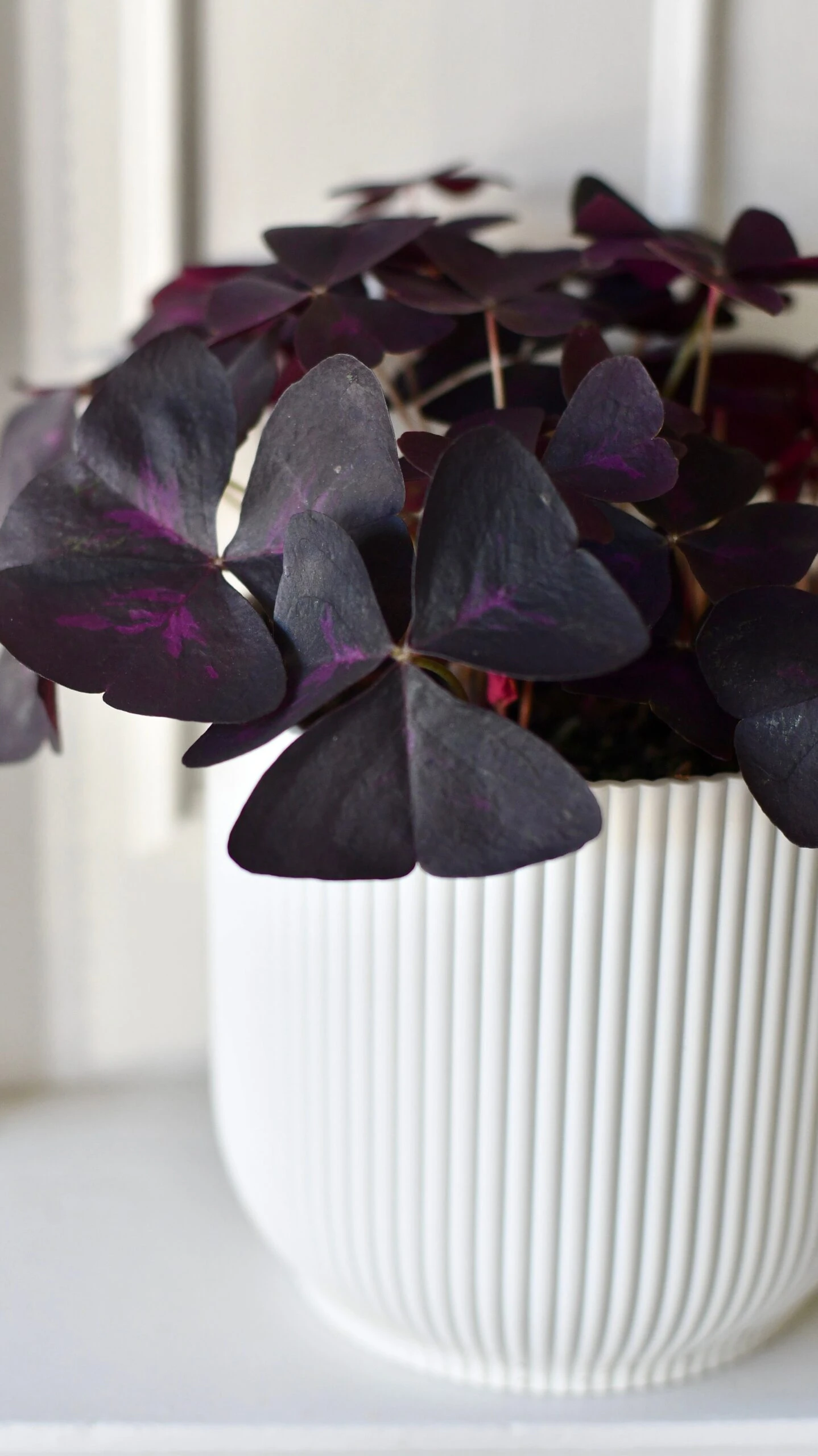 Oxalis Triangularis 'Purple Shamrock’ & Vibes Pot 5 Oxalis Triangularis 'Purple Shamrock’ & Vibes Pot - Image 5