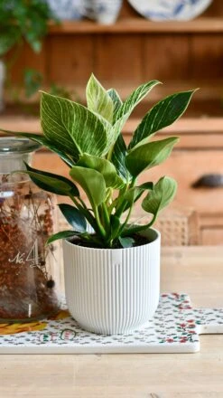 Philodendron Birkin (White Measure) & Vibes Pot -Plant Sale Store D96BB133 6F1E 45AE 99C5 44CB5C6A06BD 1 201 a