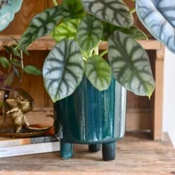 Pisa Emerald Planter | 16cm Pots | Designer Pots 9 Pisa Emerald Planter | 16cm Pots | Designer Pots -Plant Sale Store DB3B37F0 478C 4876 9EAF 9EC7E24BFFC4 1 201 a