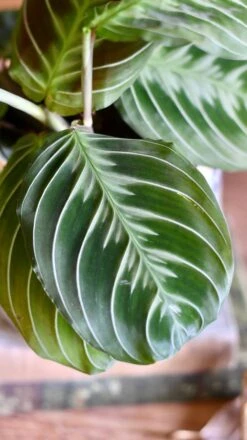 Maranta Fantasy | Maranta Leuconeura 'Grey' (Prayer Plant) -Plant Sale Store DBE81379 62E9 4BD6 940C 1A5B7039A09E 1 201 a