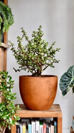 Portulacaria Afra (Elephant Bush, Crassula Afra, Dwarf Jade Plant, Porkbush)