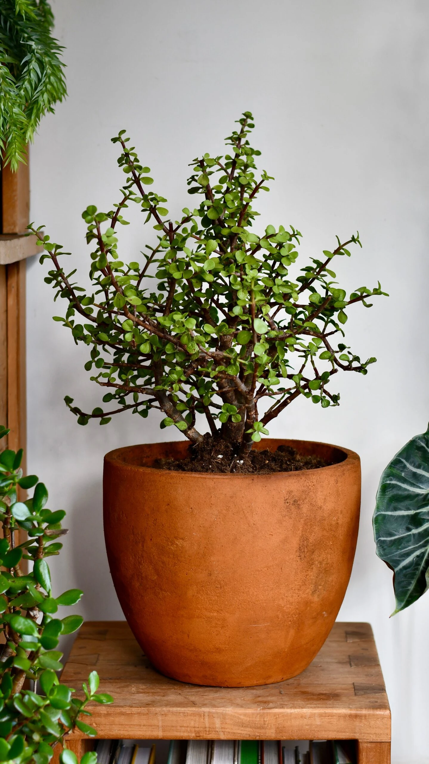Portulacaria Afra (Elephant Bush, Crassula Afra, Dwarf Jade Plant, Porkbush) 4 Portulacaria Afra (Elephant Bush, Crassula Afra, Dwarf Jade Plant, Porkbush) - Image 4