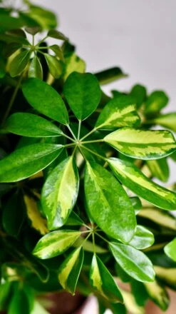 Twisted Umbrella Tree | Dwarf Schefflera Tree | Schefflera Gold Capella 6 Twisted Umbrella Tree | Dwarf Schefflera Tree | Schefflera Gold Capella -Plant Sale Store DSC 0043