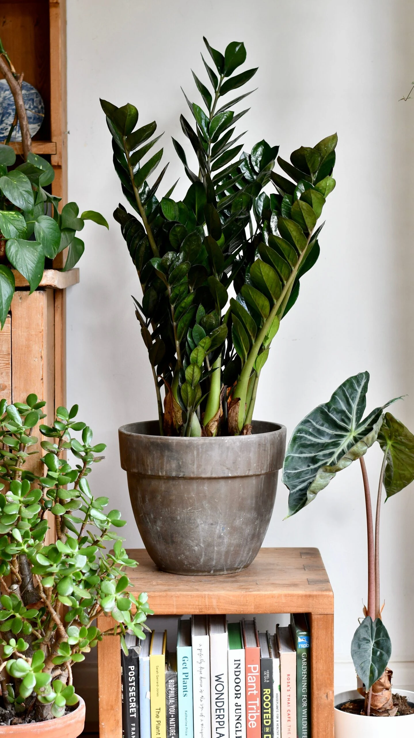 Large Zamioculas Raven | Super Nova 1 Large Zamioculas Raven | Super Nova