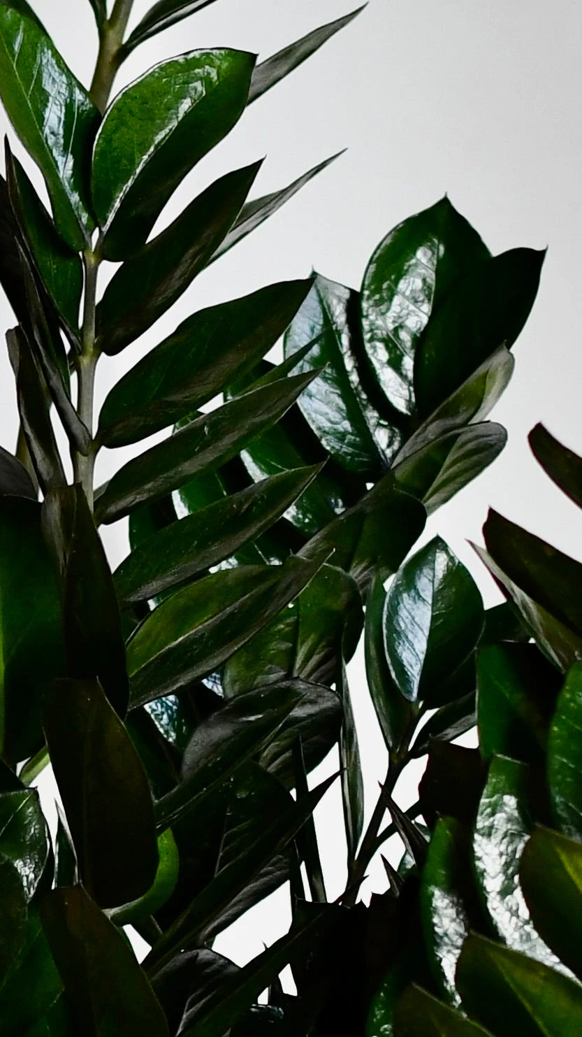 Large Zamioculas Raven | Super Nova 2 Large Zamioculas Raven | Super Nova - Image 2