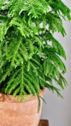 Large Araucaria Heterophylla (Norfolk Island Pine) -Plant Sale Store DSC 0082