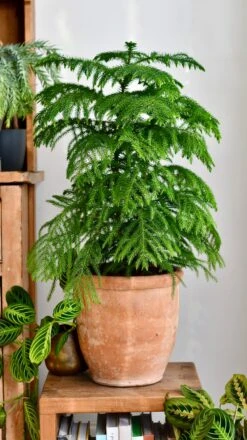 Large Araucaria Heterophylla (Norfolk Island Pine) -Plant Sale Store DSC 0084