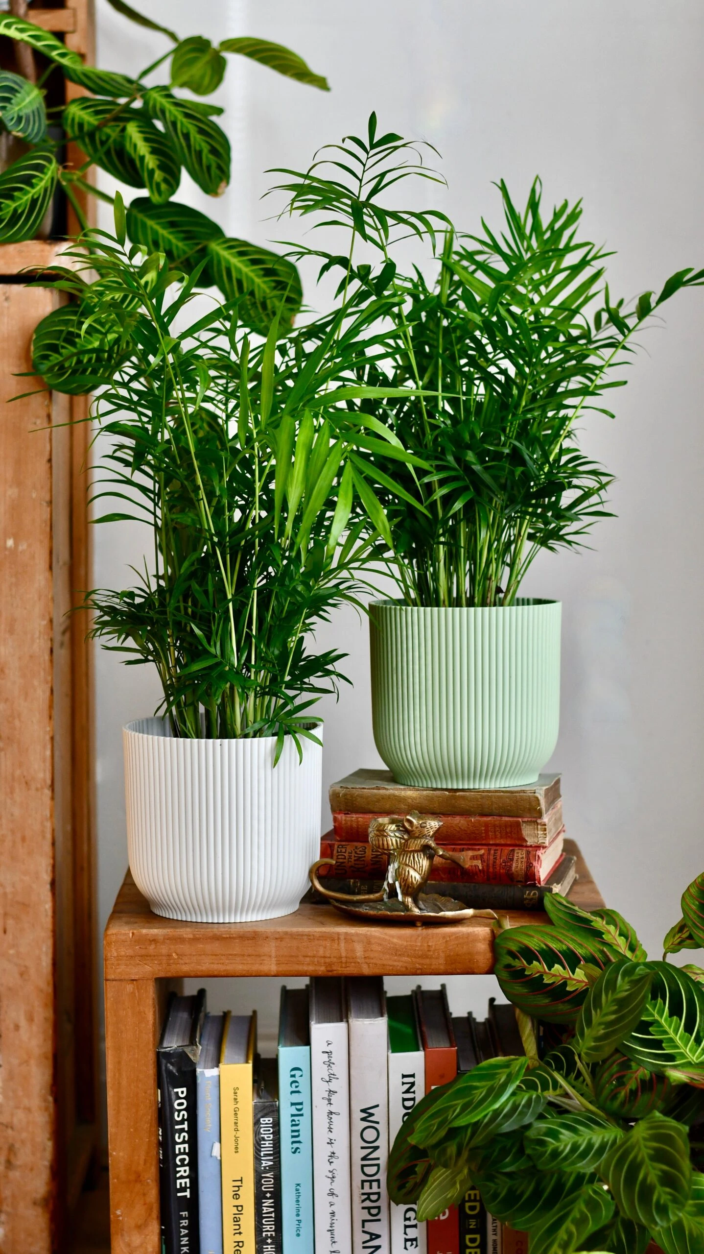 Chamaedorea Elegans (Parlour Palm) 2 Chamaedorea Elegans (Parlour Palm) - Image 2