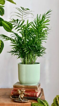 Chamaedorea Elegans (Parlour Palm) 5 Chamaedorea Elegans (Parlour Palm) -Plant Sale Store DSC 0091