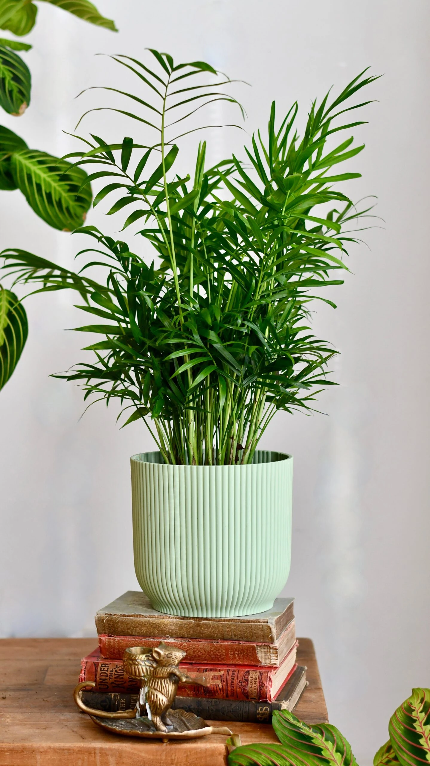 Chamaedorea Elegans (Parlour Palm) 3 Chamaedorea Elegans (Parlour Palm) - Image 3