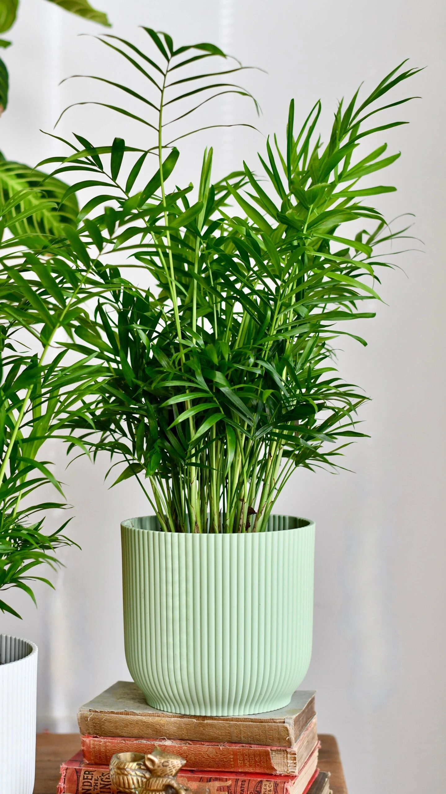 Chamaedorea Elegans (Parlour Palm) 1 Chamaedorea Elegans (Parlour Palm)