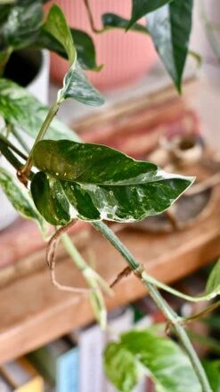 Epipremnum Pinnatum Variegated | Variegated Pothos | Happy Houseplants -Plant Sale Store DSC 0097
