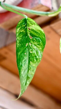 Epipremnum Pinnatum Variegated | Variegated Pothos | Happy Houseplants -Plant Sale Store DSC 0100