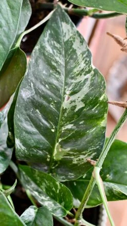Epipremnum Pinnatum Variegated | Variegated Pothos | Happy Houseplants -Plant Sale Store DSC 0103