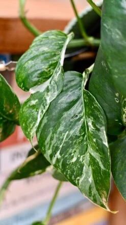 Epipremnum Pinnatum Variegated | Variegated Pothos | Happy Houseplants -Plant Sale Store DSC 0104