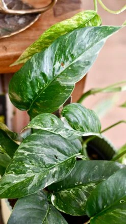 Epipremnum Pinnatum Variegated | Variegated Pothos | Happy Houseplants -Plant Sale Store DSC 0105