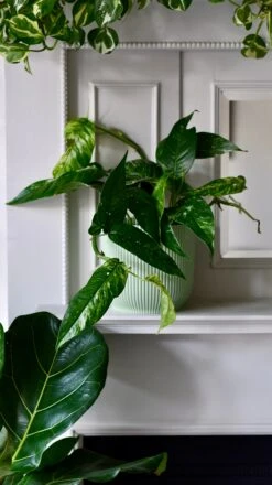 Epipremnum Pinnatum Variegated | Variegated Pothos | Happy Houseplants -Plant Sale Store DSC 0128