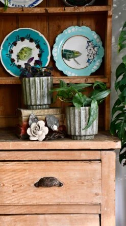 Lugano Scalloped Green Reactive Planter (13cm Plant Pot) 11 Lugano Scalloped Green Reactive Planter (13cm Plant Pot) -Plant Sale Store DSC 0233