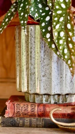 Lugano Scalloped Green Reactive Planter (16cm Plant Pot) 6 Lugano Scalloped Green Reactive Planter (16cm Plant Pot) -Plant Sale Store DSC 0243 b7d591aa 87a1 4af5 be90 de8204731ee6