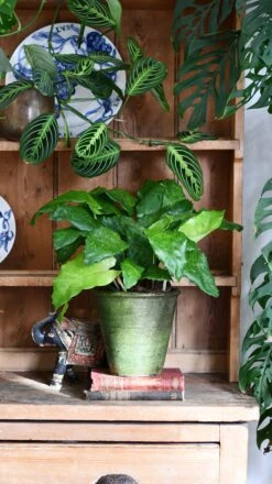 Calathea Network (Calathea Musaica, Goeppertia Kegeljanii) -Plant Sale Store DSC 0246