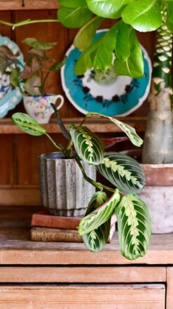 Maranta Fascinator (Prayer Plant) -Plant Sale Store DSC 0328