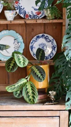 Maranta Fascinator (Prayer Plant) -Plant Sale Store DSC 0336