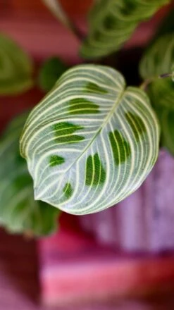 Maranta Fantasy | Light Veins| Rare Plant | Happy Houseplants -Plant Sale Store DSC 0345