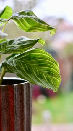 Maranta Fantasy | Light Veins| Rare Plant | Happy Houseplants -Plant Sale Store DSC 0347