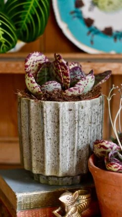 Small Kalanchoe Marmorata ‘Tiger' | Rare Plants | Happy Houseplants -Plant Sale Store DSC 0380