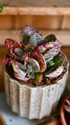 Small Kalanchoe Marmorata ‘Tiger' | Rare Plants | Happy Houseplants -Plant Sale Store DSC 0383