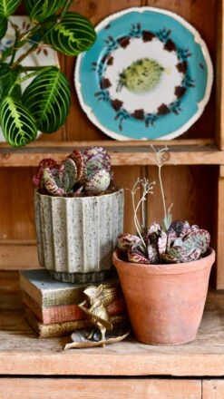 Plant Sale Store -Plant Sale Store DSC 0385