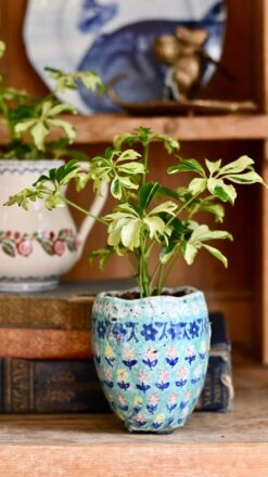 Schefflera Janine | Schefflera Tree | Variegated Schefflera | Happy Houseplants 5 Schefflera Janine | Schefflera Tree | Variegated Schefflera | Happy Houseplants -Plant Sale Store DSC 0395