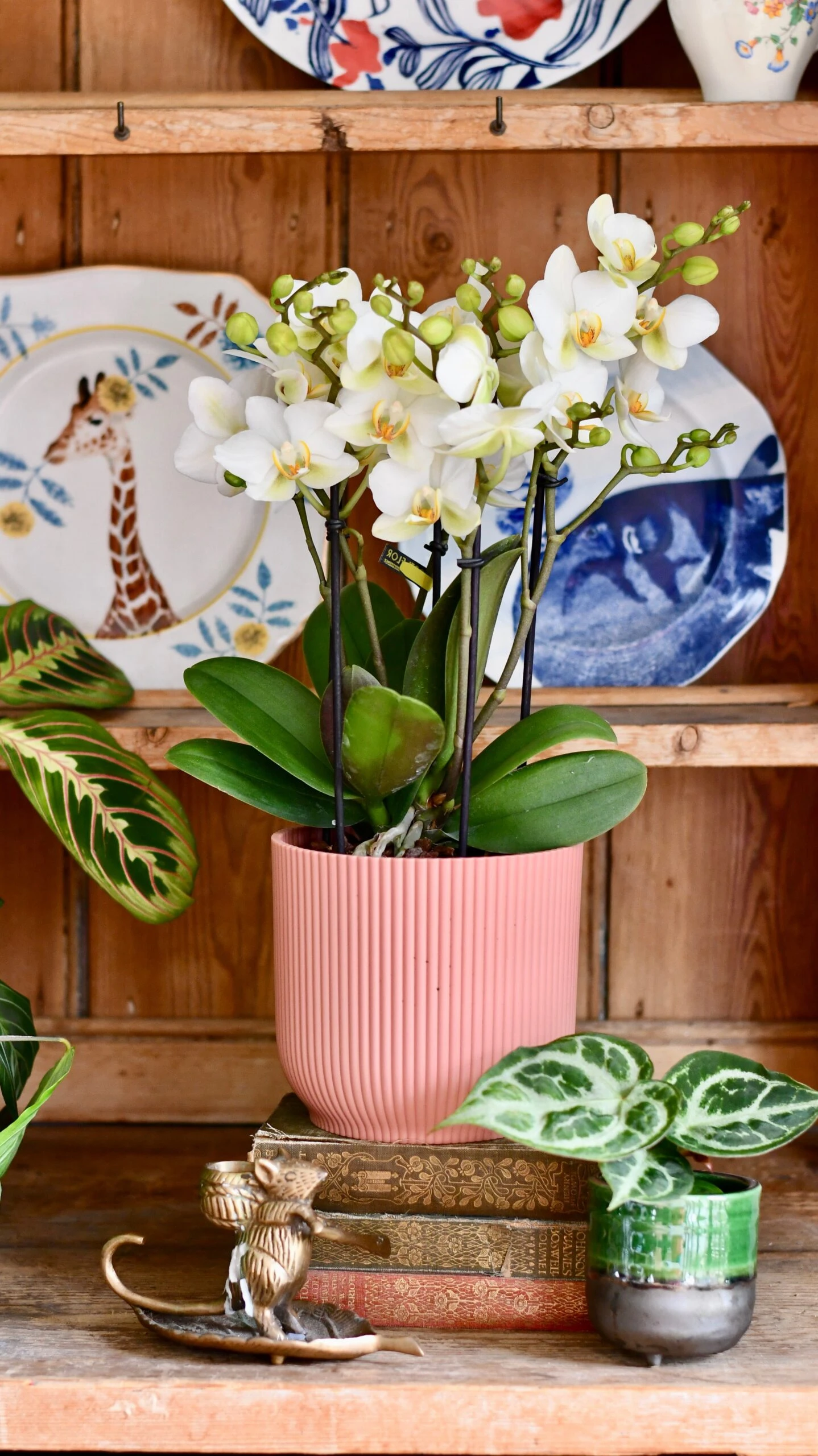 White Phalaenopsis Orchids Or Moth Orchid 2 White Phalaenopsis Orchids Or Moth Orchid - Image 2