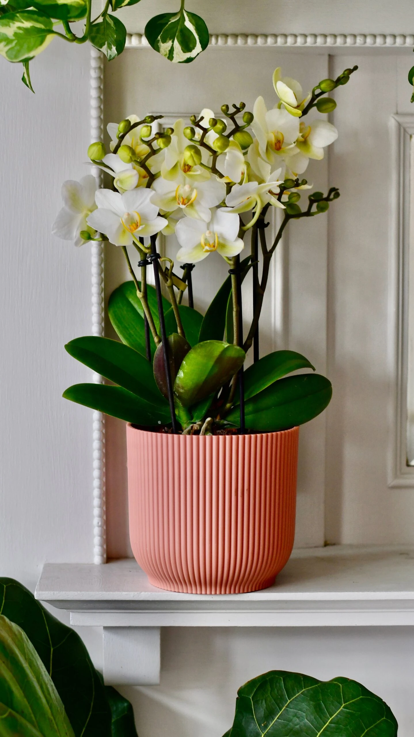 White Phalaenopsis Orchids Or Moth Orchid 1 White Phalaenopsis Orchids Or Moth Orchid