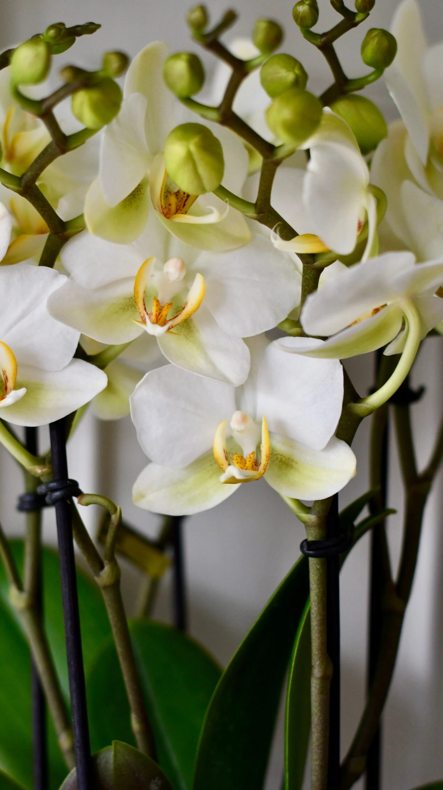 White Phalaenopsis Orchids Or Moth Orchid 3 White Phalaenopsis Orchids Or Moth Orchid - Image 3