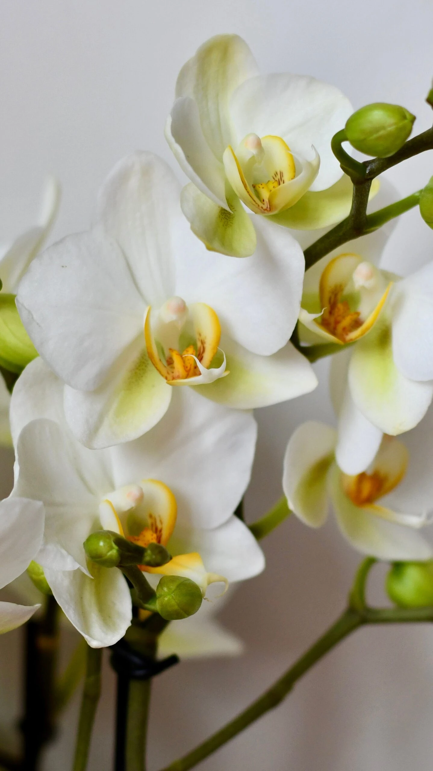 White Phalaenopsis Orchids Or Moth Orchid 4 White Phalaenopsis Orchids Or Moth Orchid - Image 4