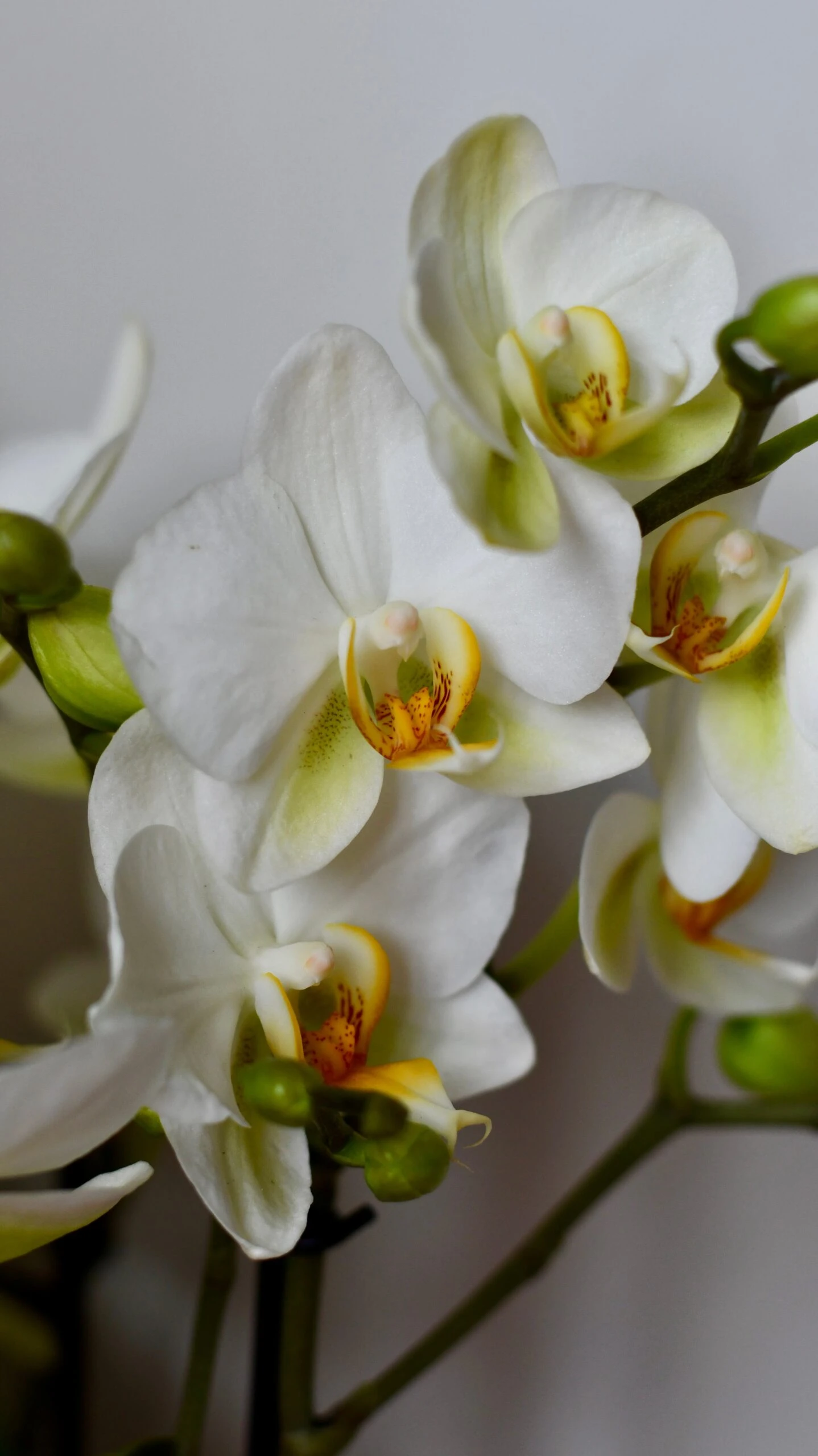 White Phalaenopsis Orchids Or Moth Orchid 5 White Phalaenopsis Orchids Or Moth Orchid - Image 5