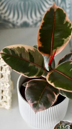 Ficus Elastica 'Belize' & Pot -Plant Sale Store DSC 0436