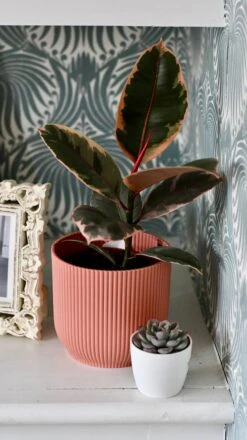 Ficus Elastica 'Belize' & Pot -Plant Sale Store DSC 0437