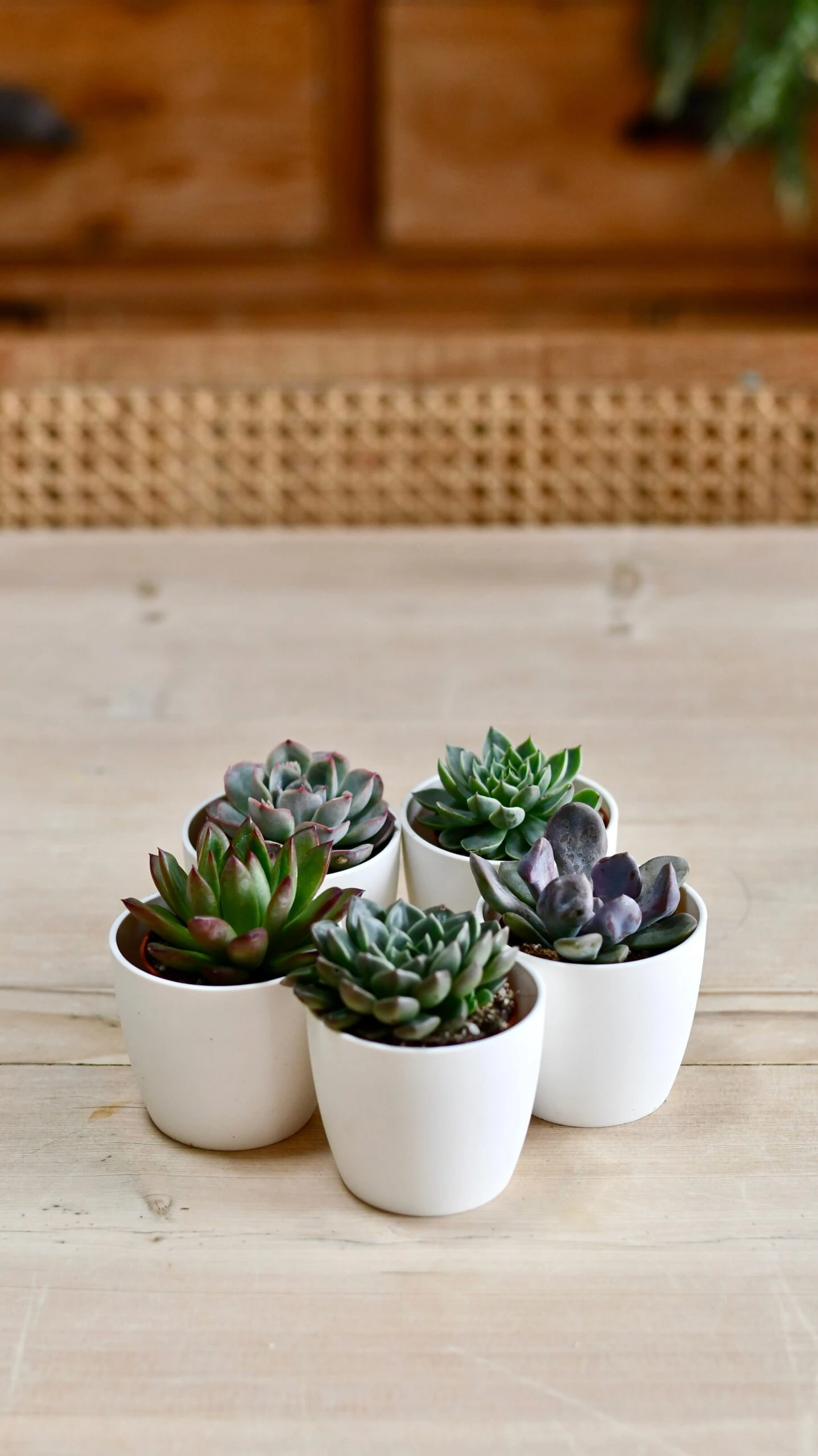 Echeveria Gifting Set 3 Echeveria Gifting Set - Image 3