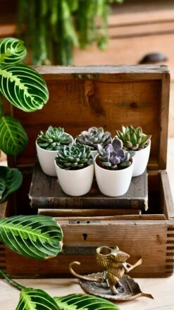 Echeveria Gifting Set 10 Echeveria Gifting Set -Plant Sale Store DSC 0460