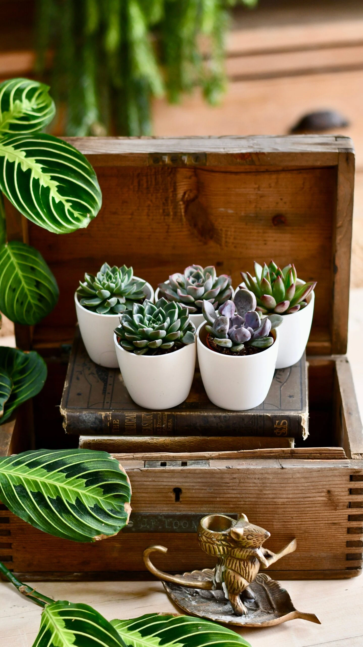 Echeveria Gifting Set 4 Echeveria Gifting Set - Image 4