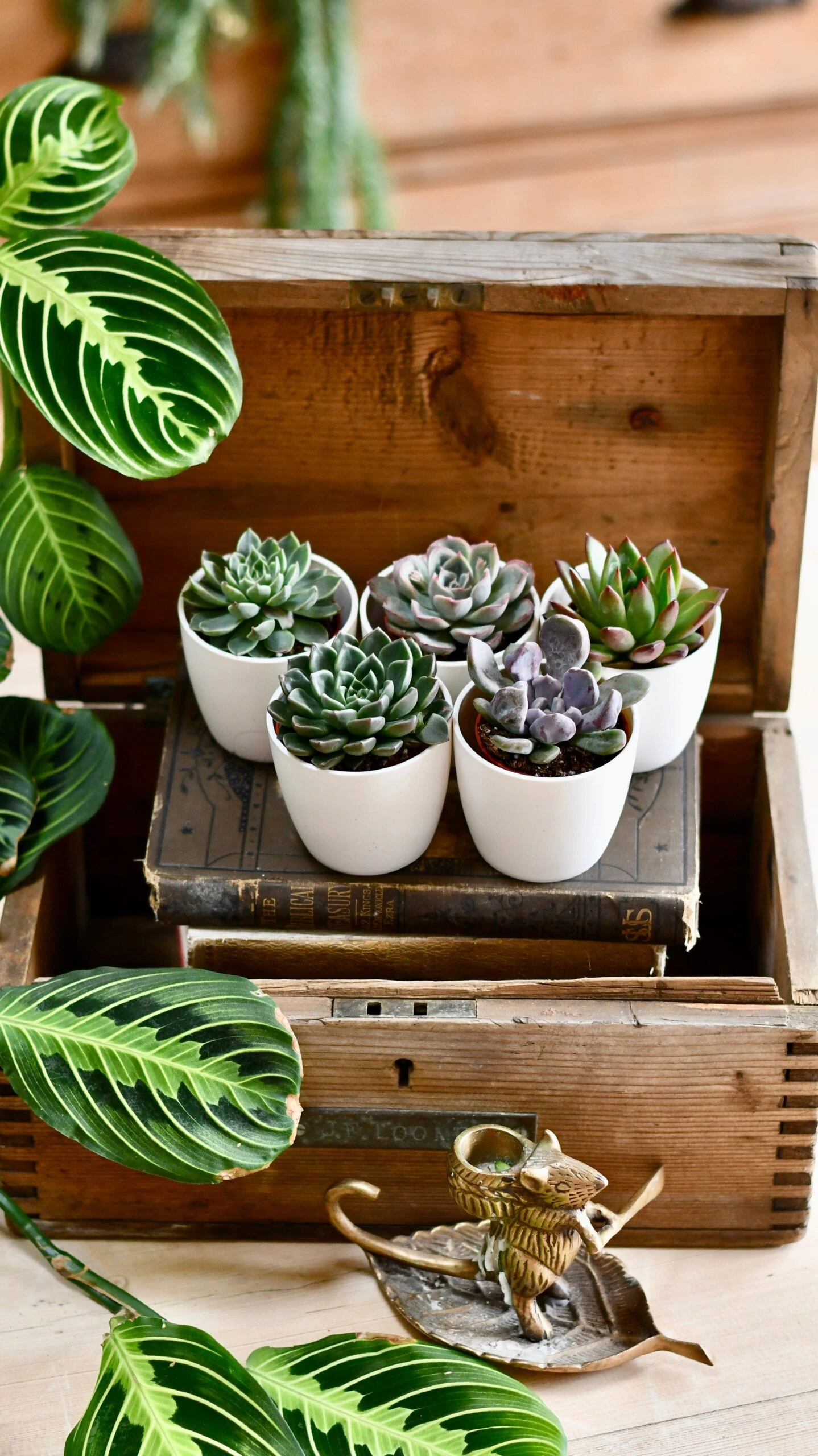 Echeveria Gifting Set 1 Echeveria Gifting Set