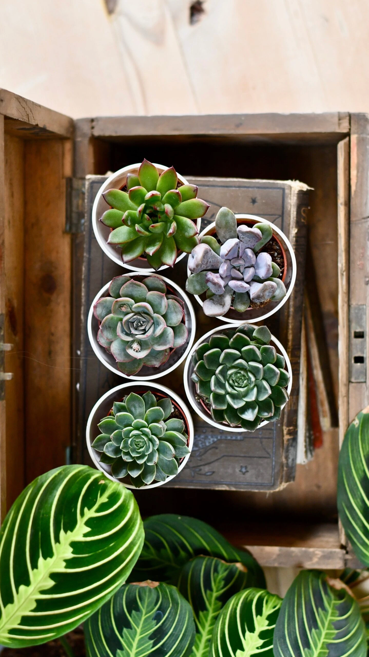 Echeveria Gifting Set 2 Echeveria Gifting Set - Image 2