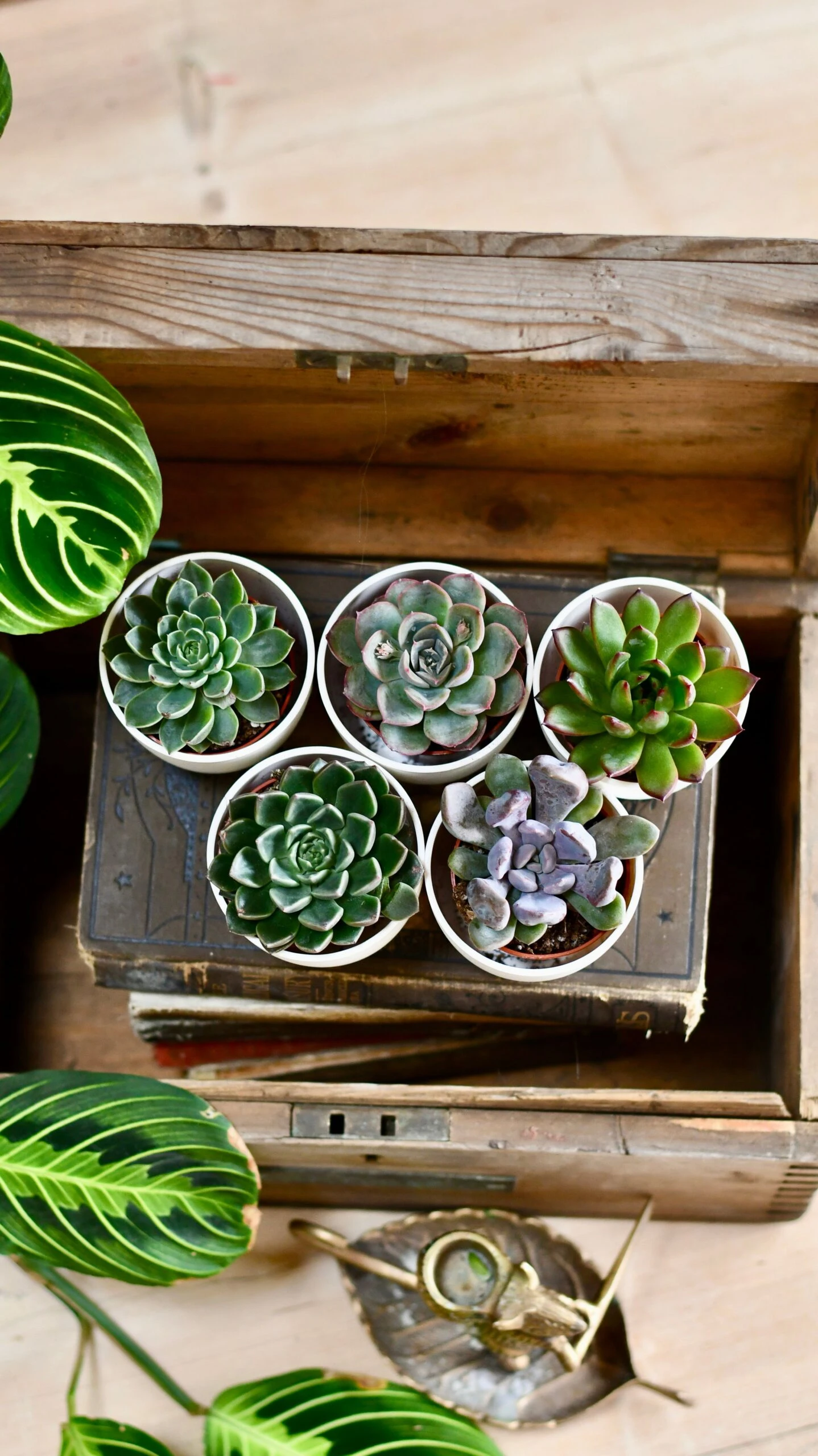 Echeveria Gifting Set 5 Echeveria Gifting Set - Image 5