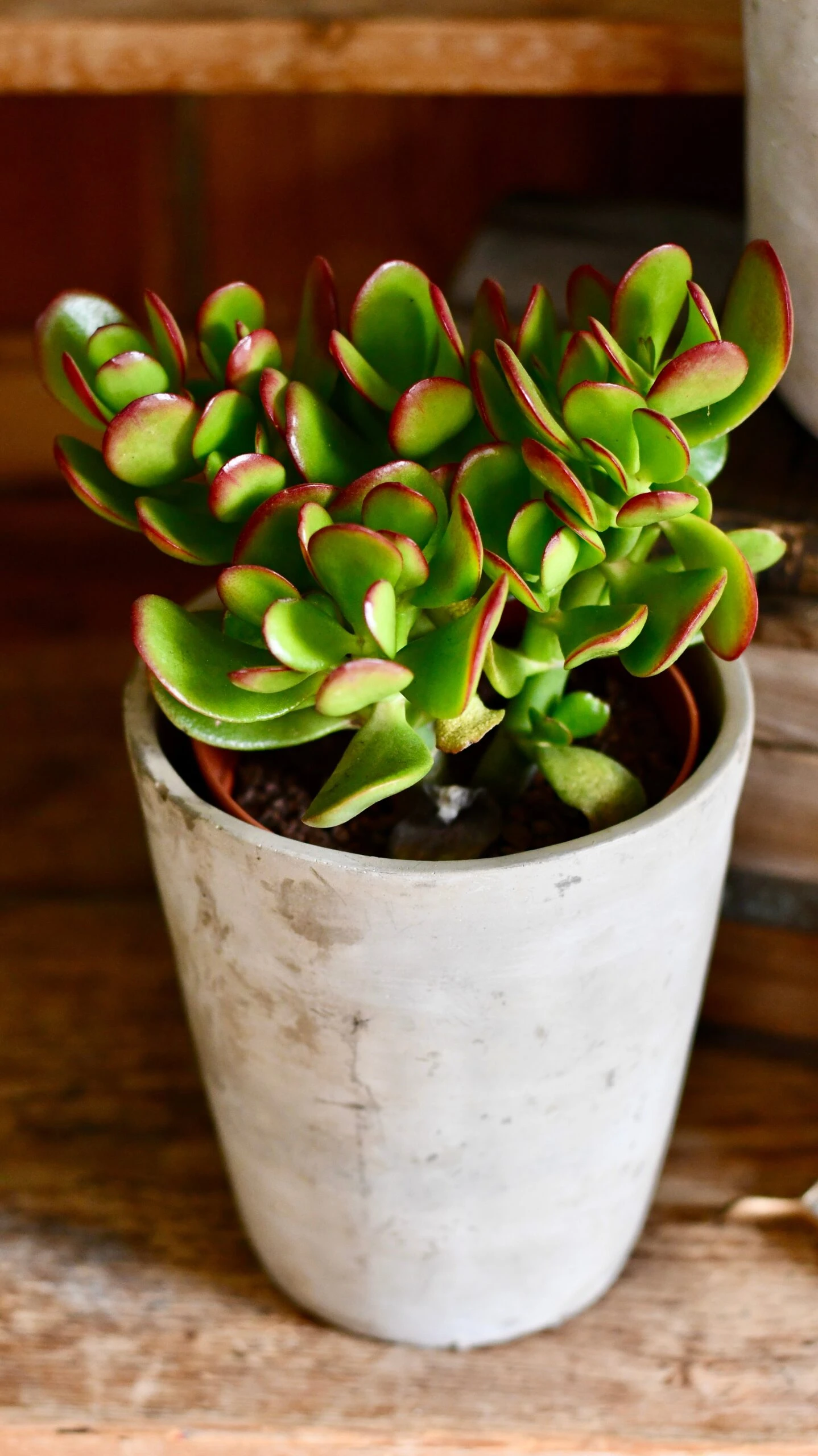 Small Crassula Ovata Sunset | Variegated Jade Plant 3 Small Crassula Ovata Sunset | Variegated Jade Plant - Image 3