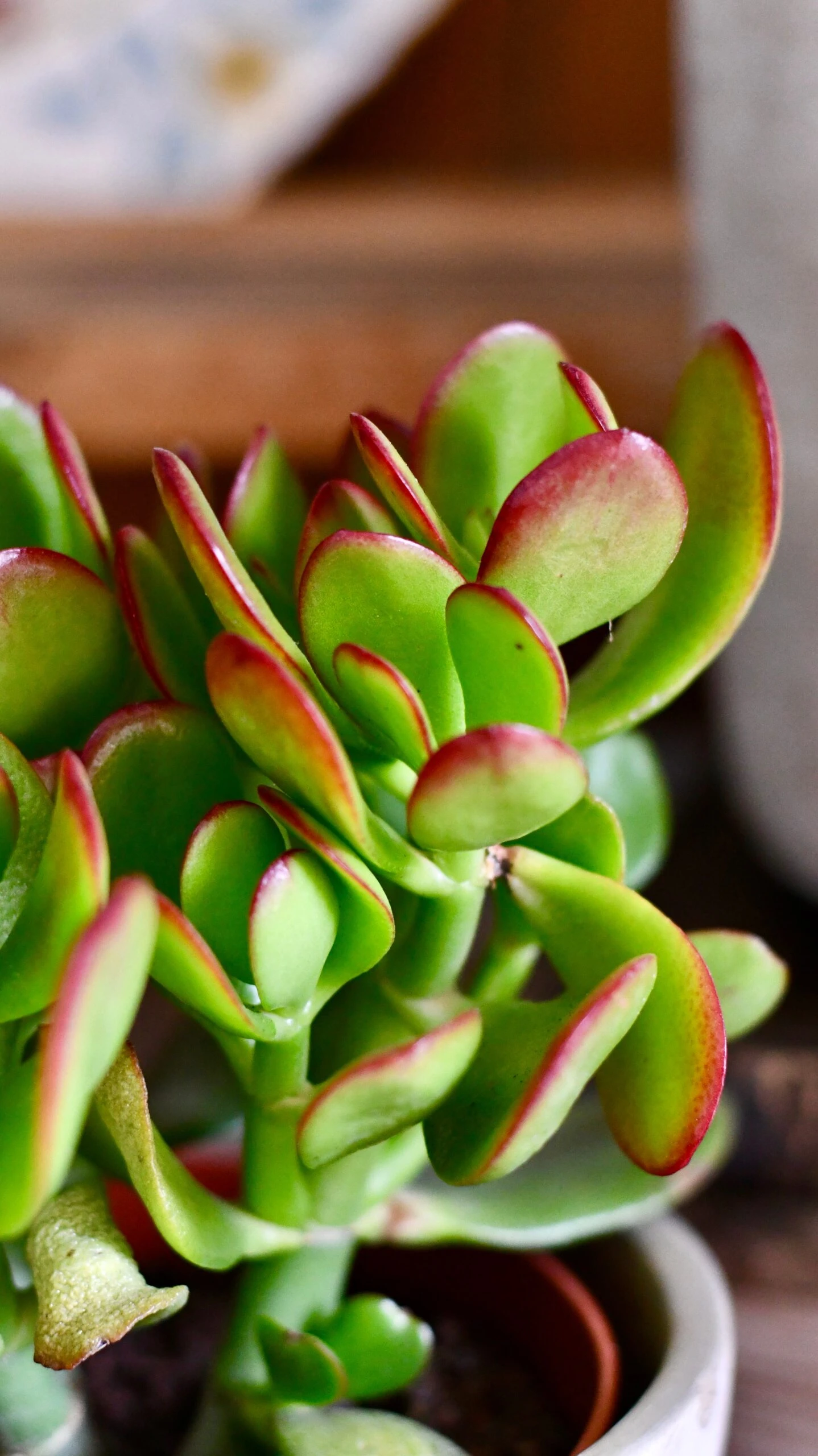 Small Crassula Ovata Sunset | Variegated Jade Plant 2 Small Crassula Ovata Sunset | Variegated Jade Plant - Image 2
